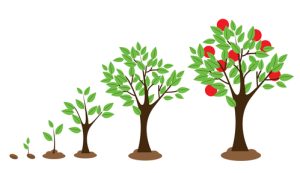 Vector illustration of tree growth diagram isolated on white